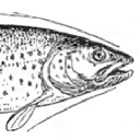 Amwell Magna Fishery logo