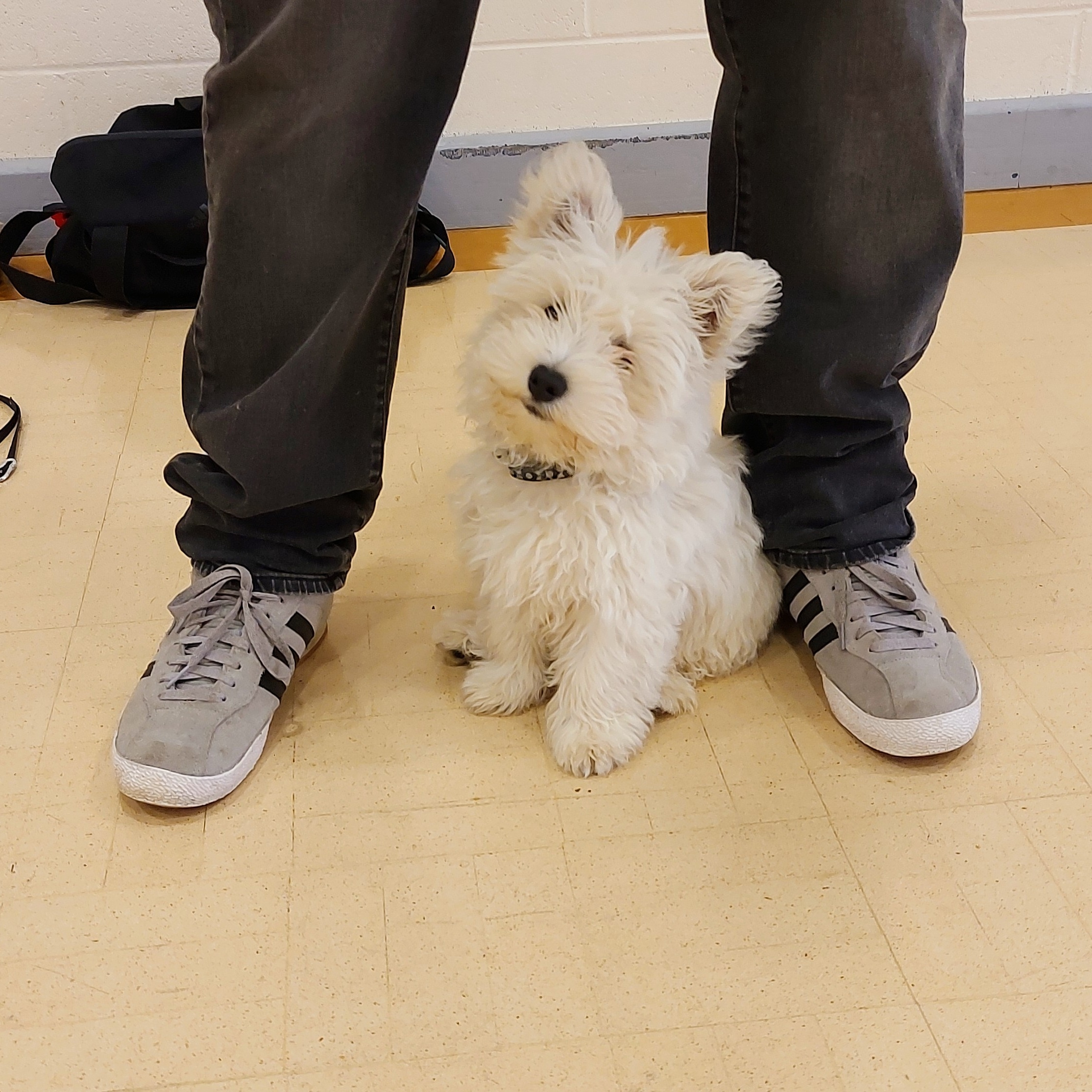 Puppy and Novice dog training course