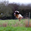 Ravenkeeper Gundogs logo