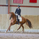 Rob Waine Dressage logo