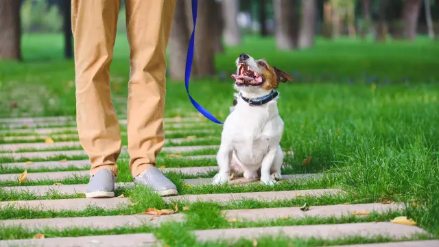 Dog Walking and Safety Course