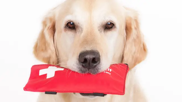 Canine First Aid and CPR Course