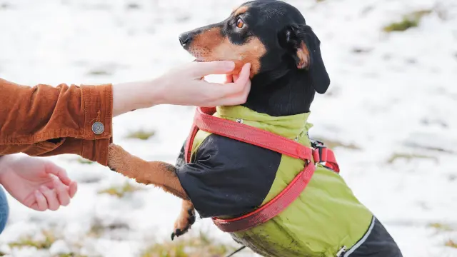 Canine Behaviour and Psychology Course