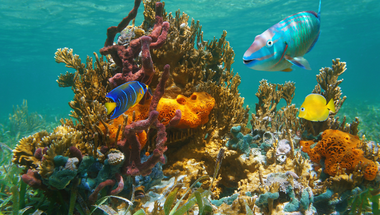 Marine Biology, Marine Ecology & Microbes Course