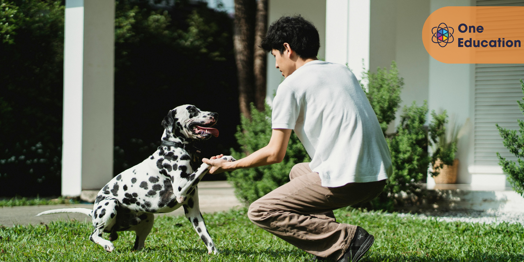 Dog Training - Natural Remedies for Health & Dog Training Course