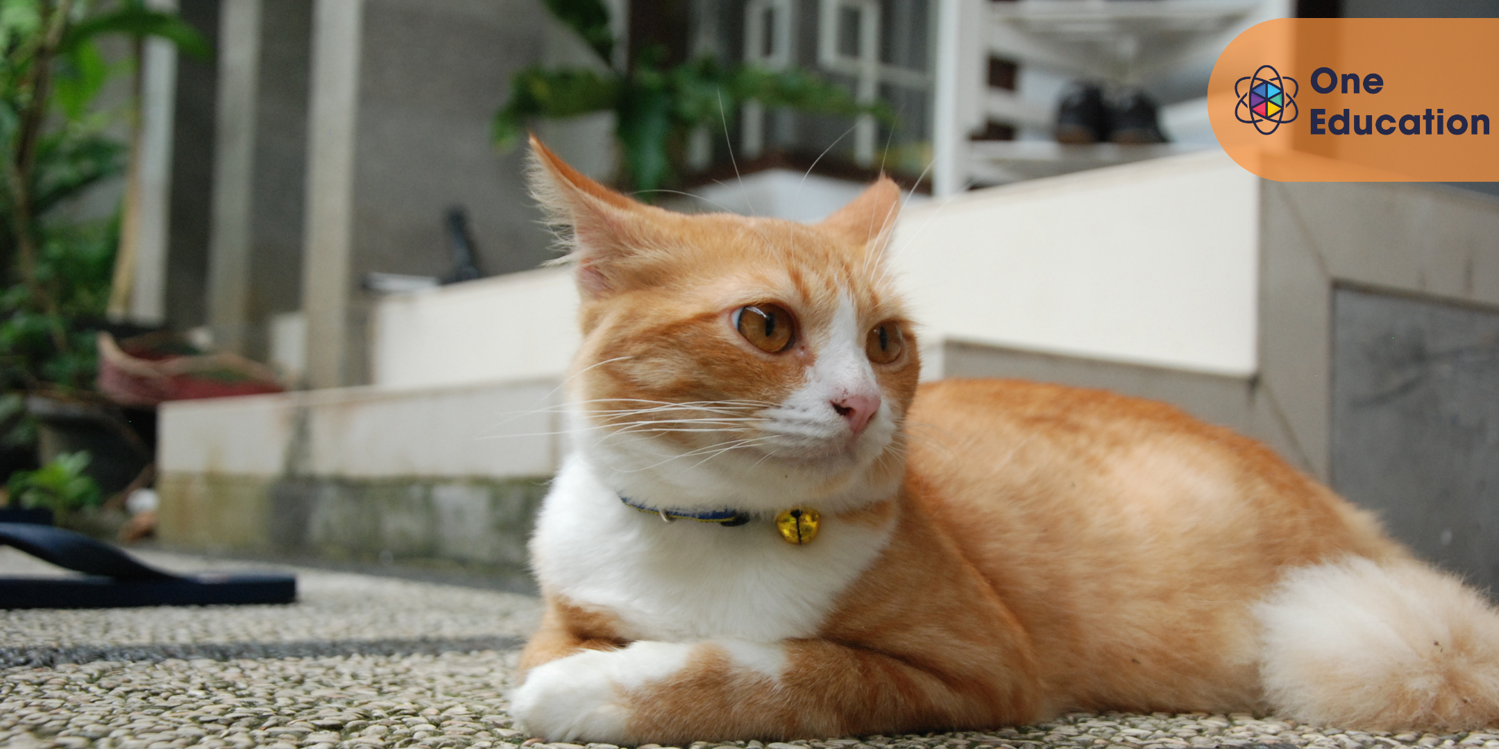 Animal Behaviour and Psychology Course