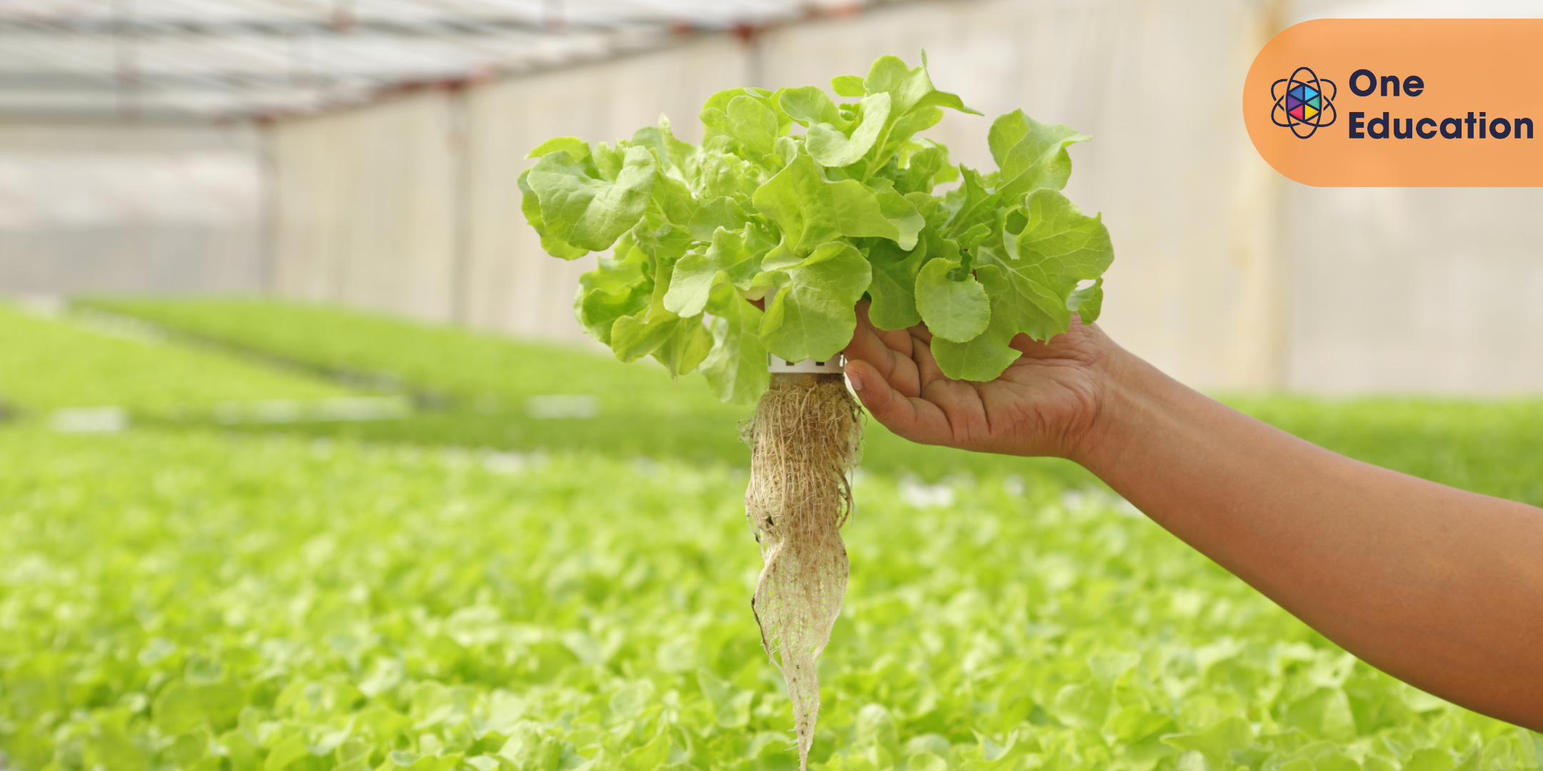 Build Your Own Home Hydroponic Farm Course