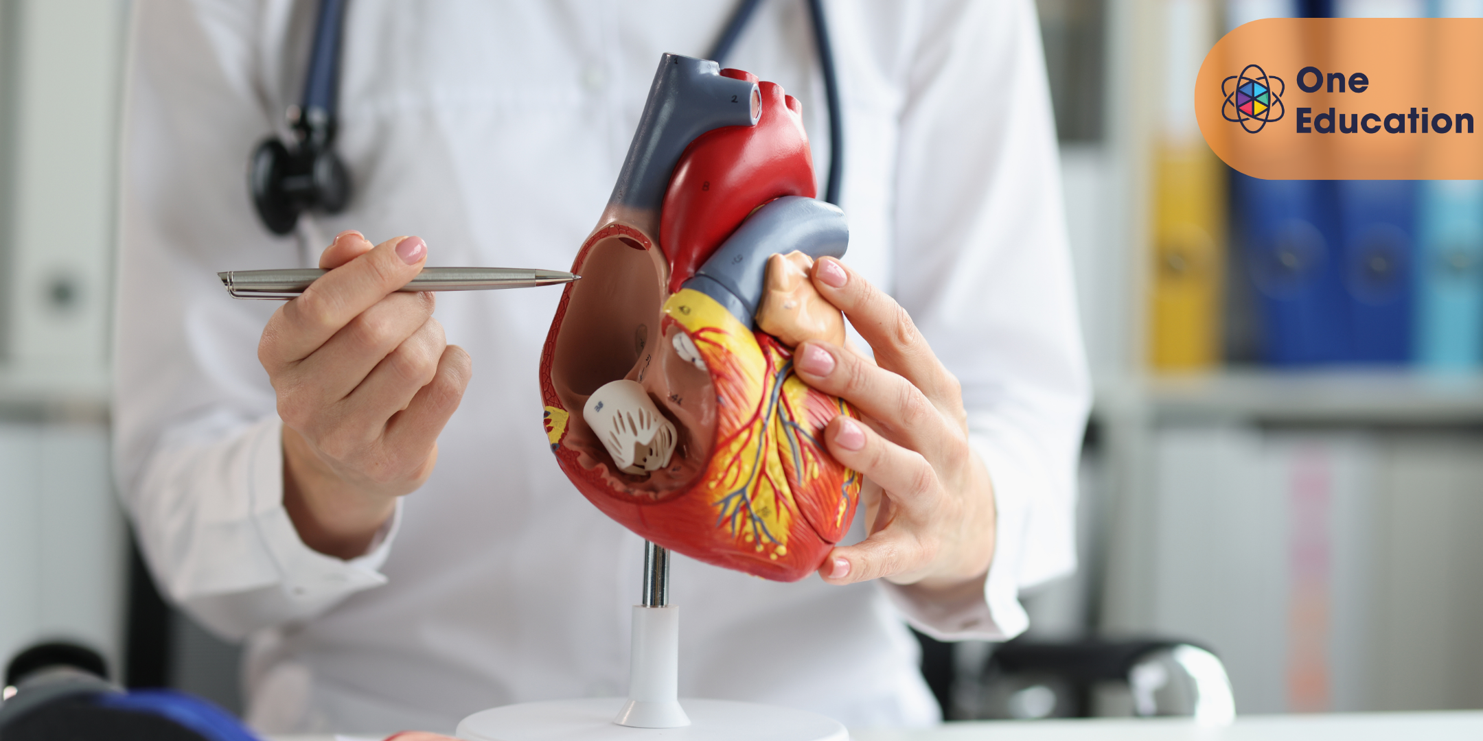 Level 3 Diploma in Anatomy and Physiology of Human Body - CPD Certified Course