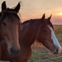 Holymoor Riding School logo