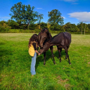 Mills Stables Livery And Retraining Racehorses logo