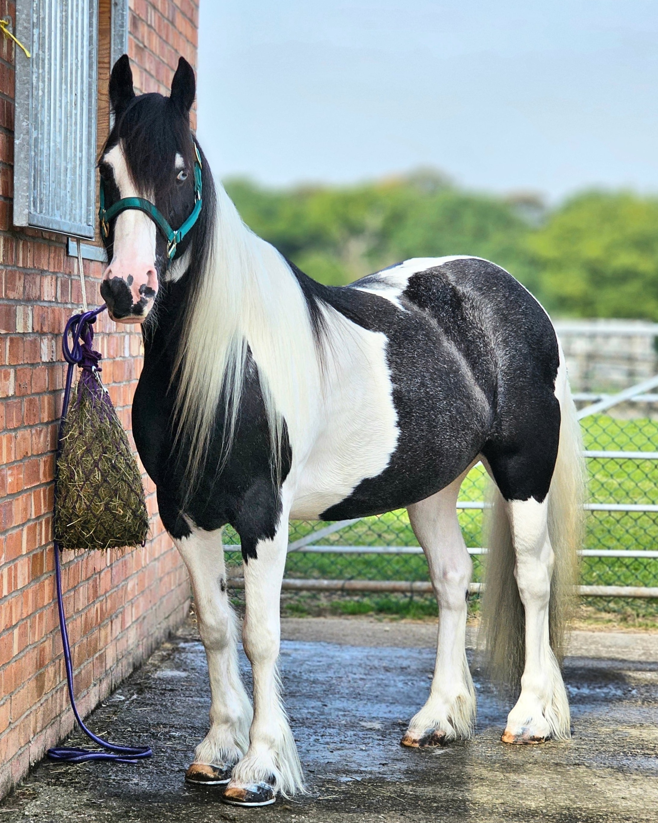 Marple Equine Services