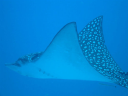 Eagle Ray Diving logo