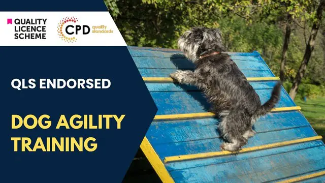 Dog Agility Training