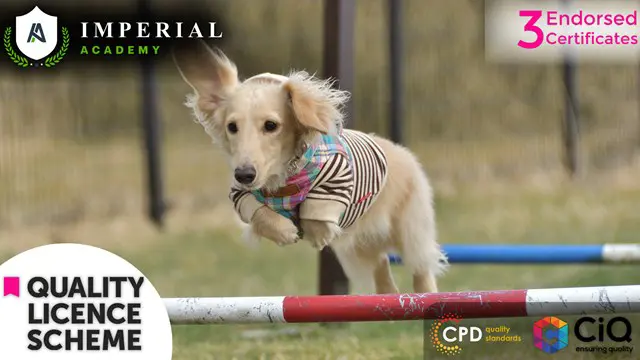 Dog Agility, Dog Walking & Dog First Aid