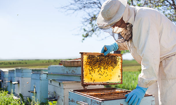 Beekeeping Diploma