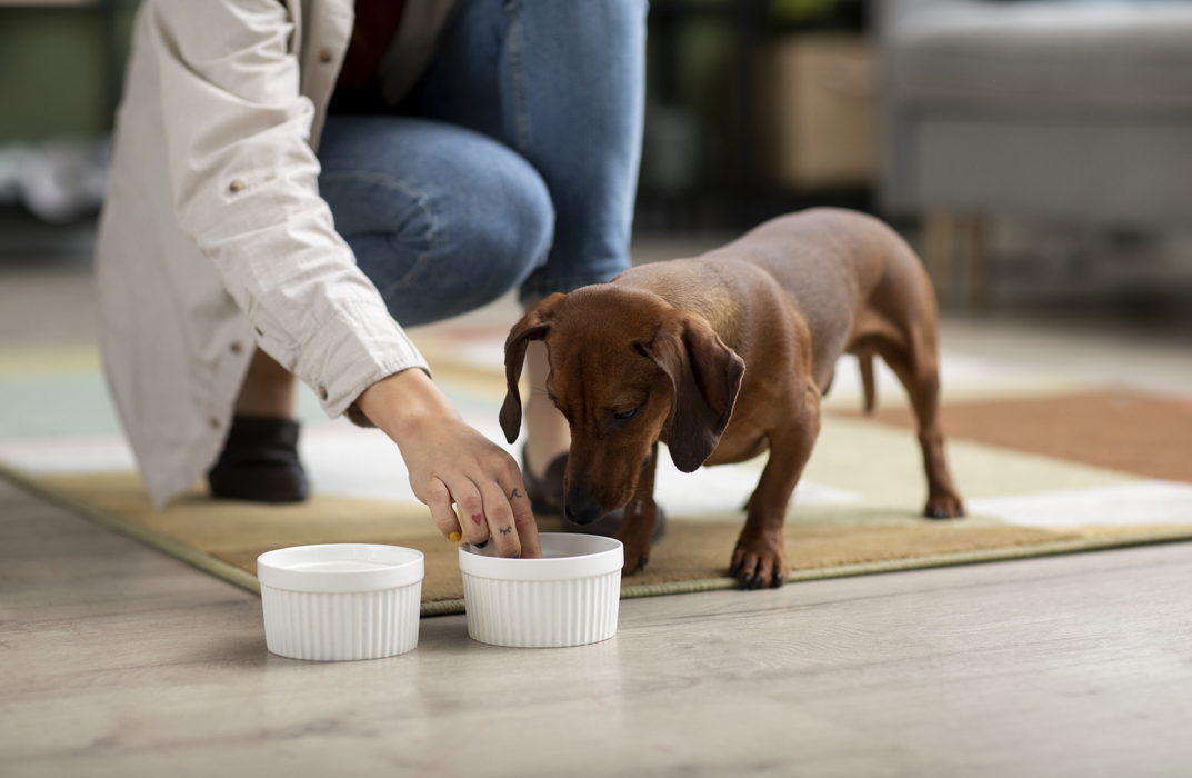 Dog Nutrition