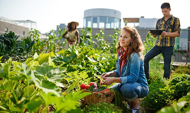 Food Gardening Diploma Level 3