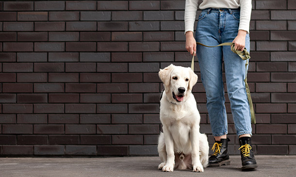 Advance Diploma in Pet Sitting and Dog Walking