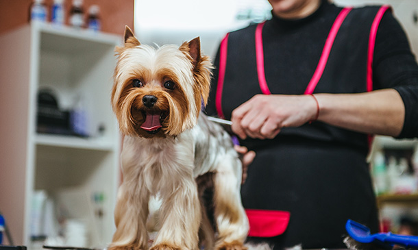 Dog Grooming Diploma