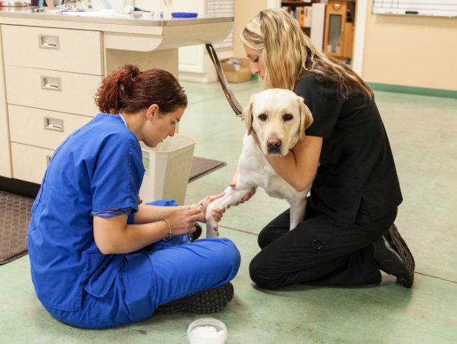 Canine Emergency Care Diploma