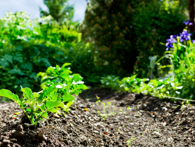 Biodynamic Farming and Gardening Course