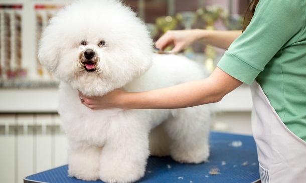 Basics of Dog Grooming