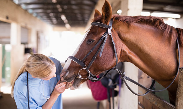 Horse Care and Stable Management Certification