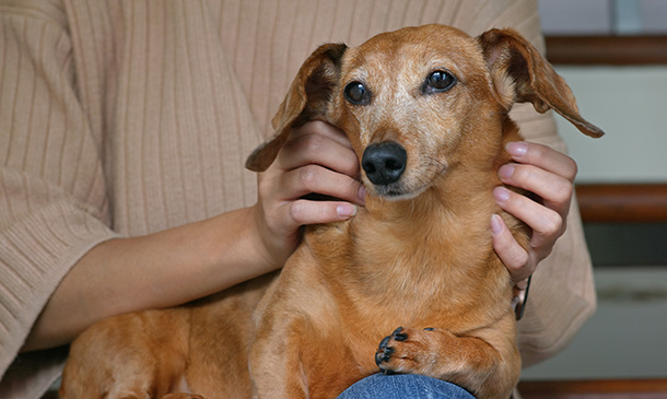 Animal Carer & Behaviourist Certificate