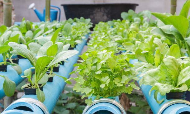 Hydroponics Gardening Online Course