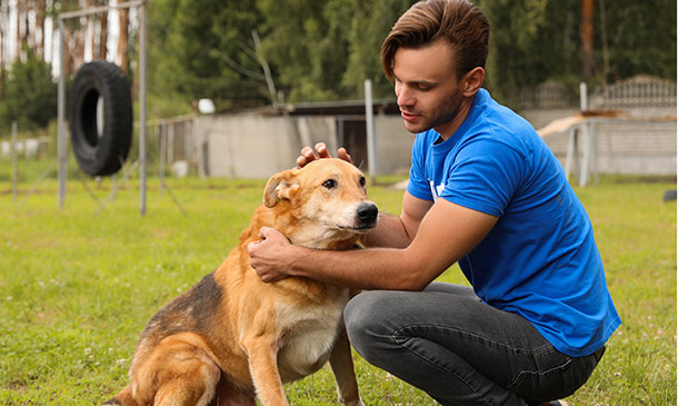 Dog Socialisation Training