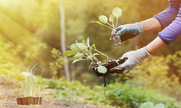 Create Your Own Organic Food Garden