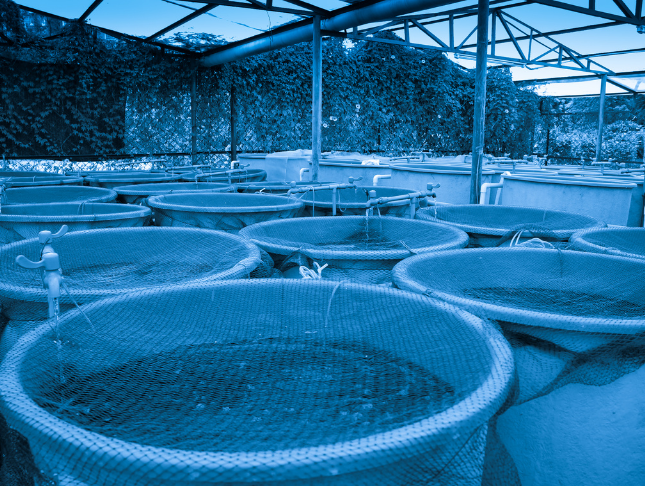 Aquaculture and Fisheries Management Diploma