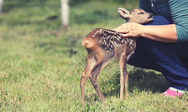 Wildlife Rescue and Rehabilitation