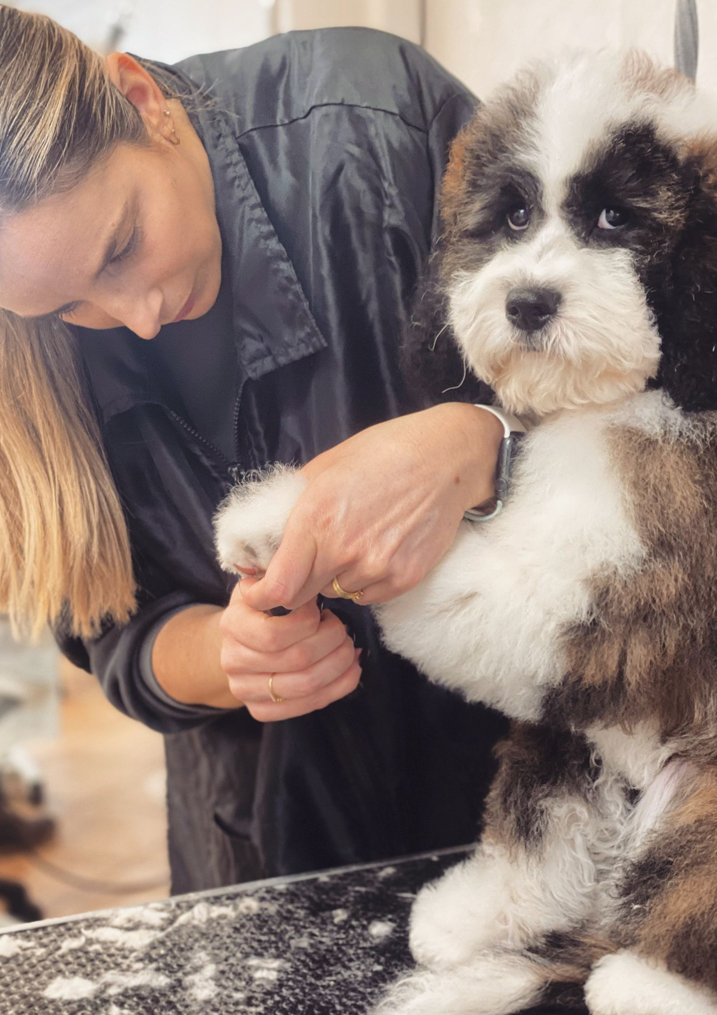 Introduction Award in Dog Grooming (Intro 5 Day iPet Qualification Course)