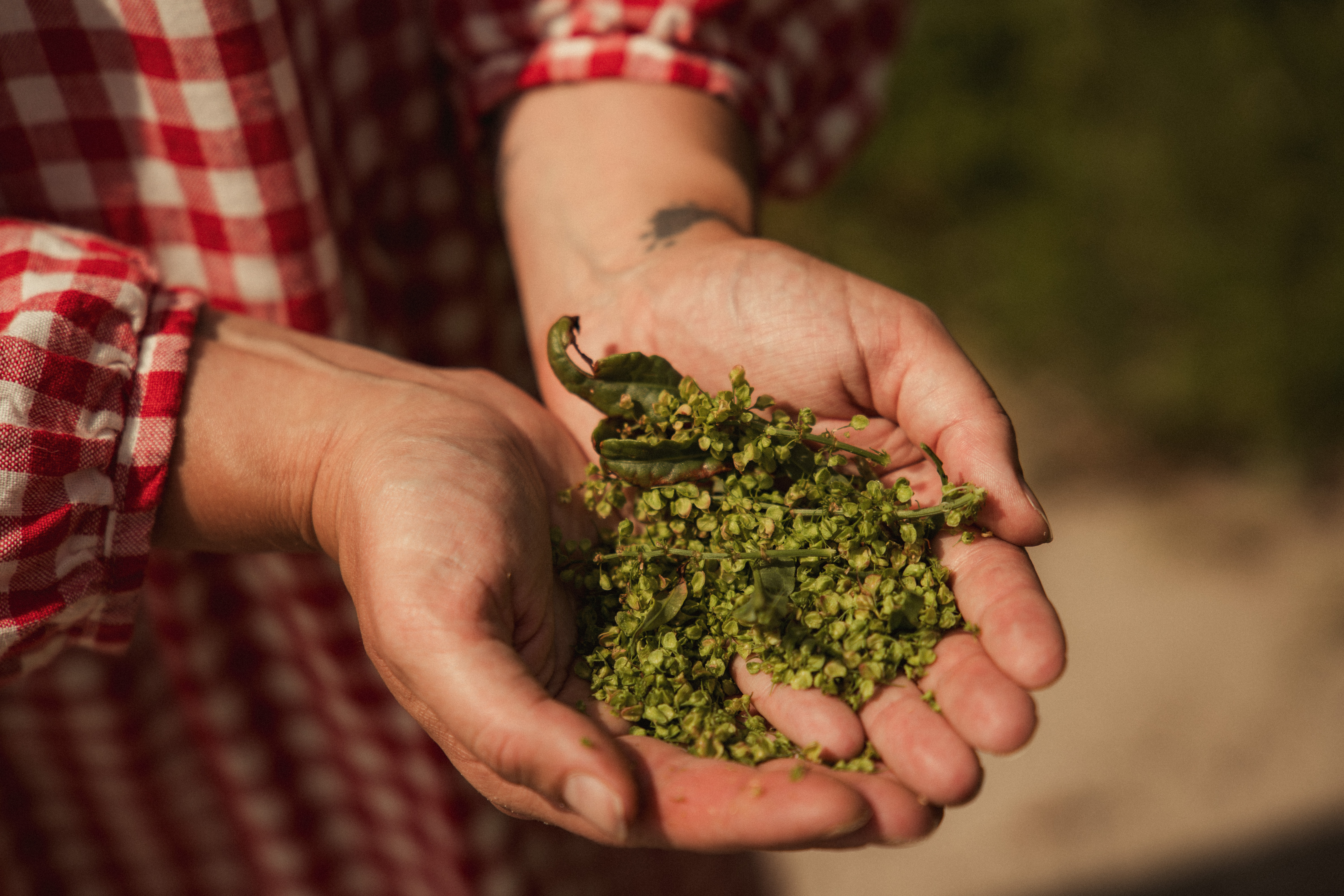 Much Wenlock Introduction to Foraging Workshops with The Wild Cooke (Shorter & Snack)