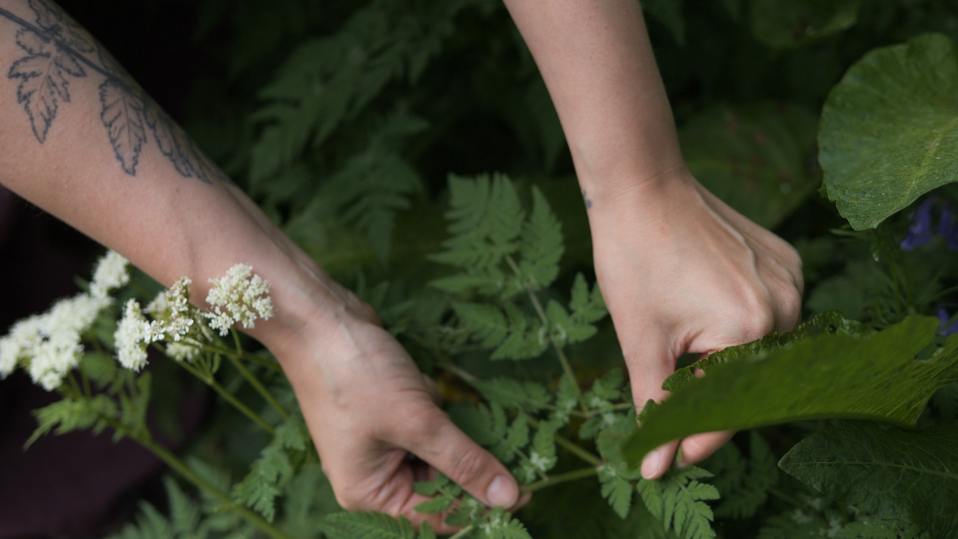 Ballachulish Foraging Workshops with The Wild Cooke (Shorter & Snack)