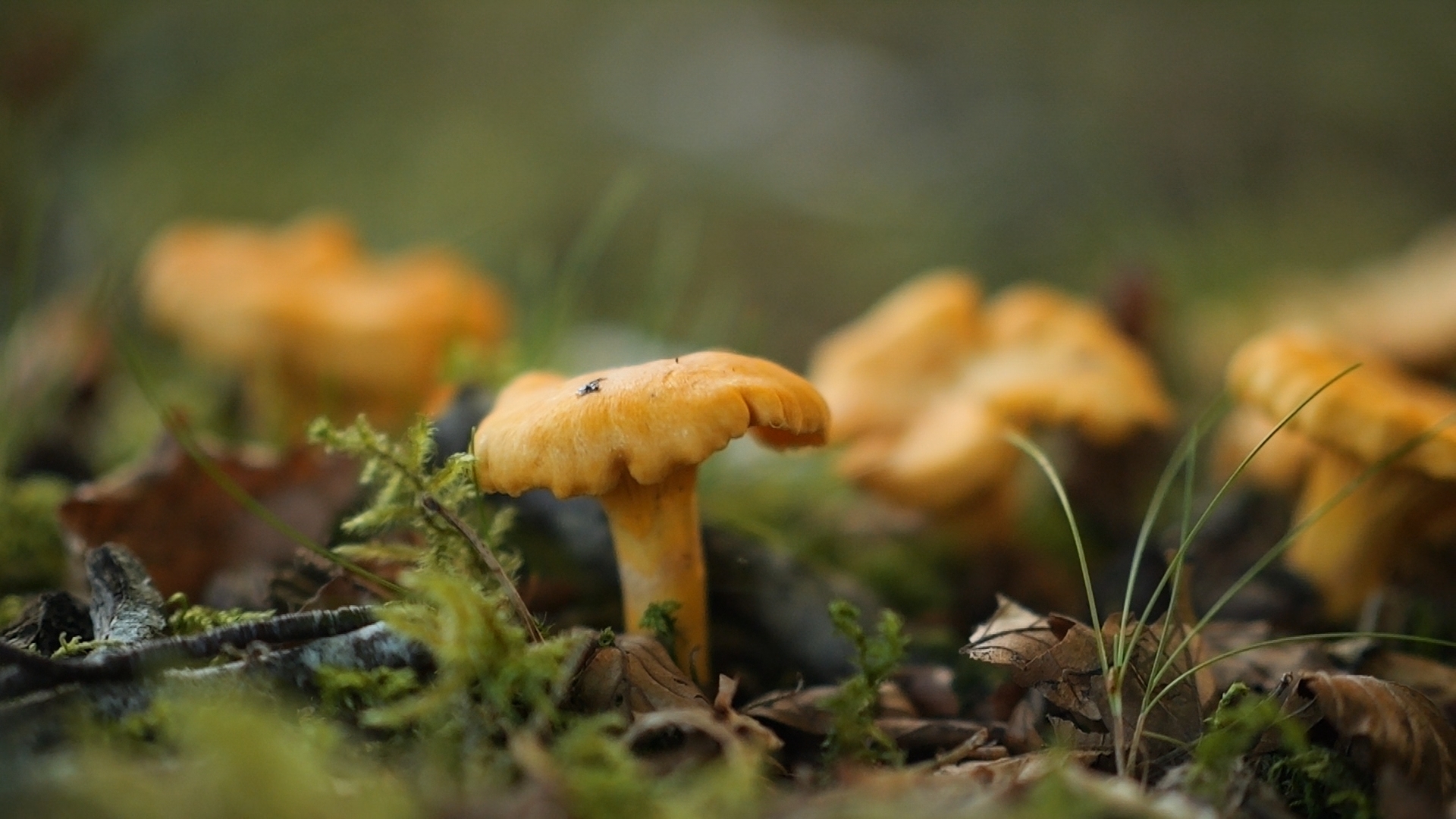 Ballachulish Foraging Workshops with The Wild Cooke (Shorter & Snack)