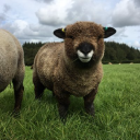 South Yeo Farm East - Rare & Traditional Breeds logo