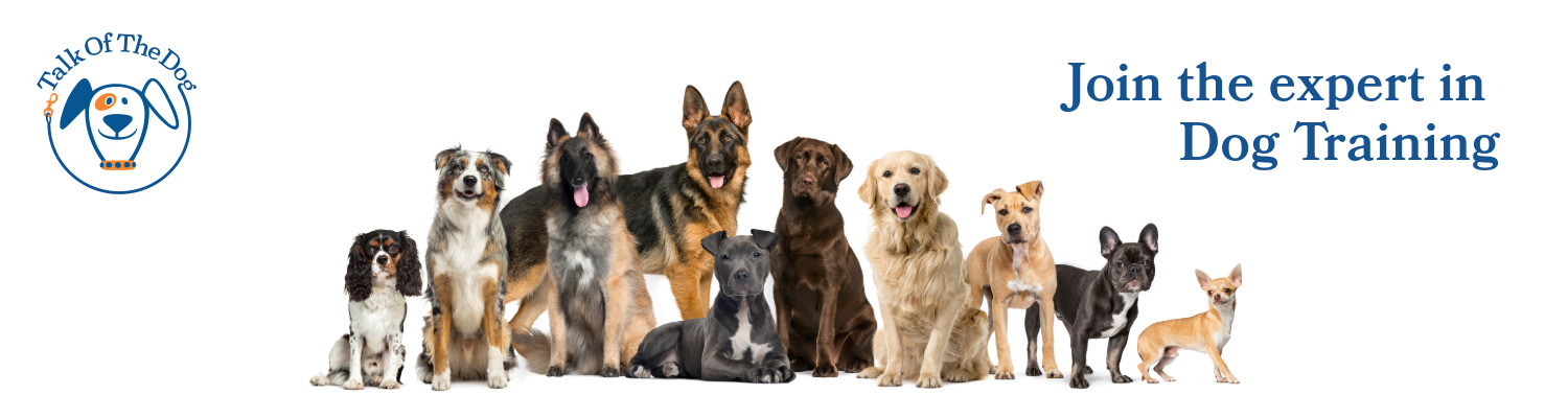 Intermediate Dog Training Course Mancetter Memorial Hall