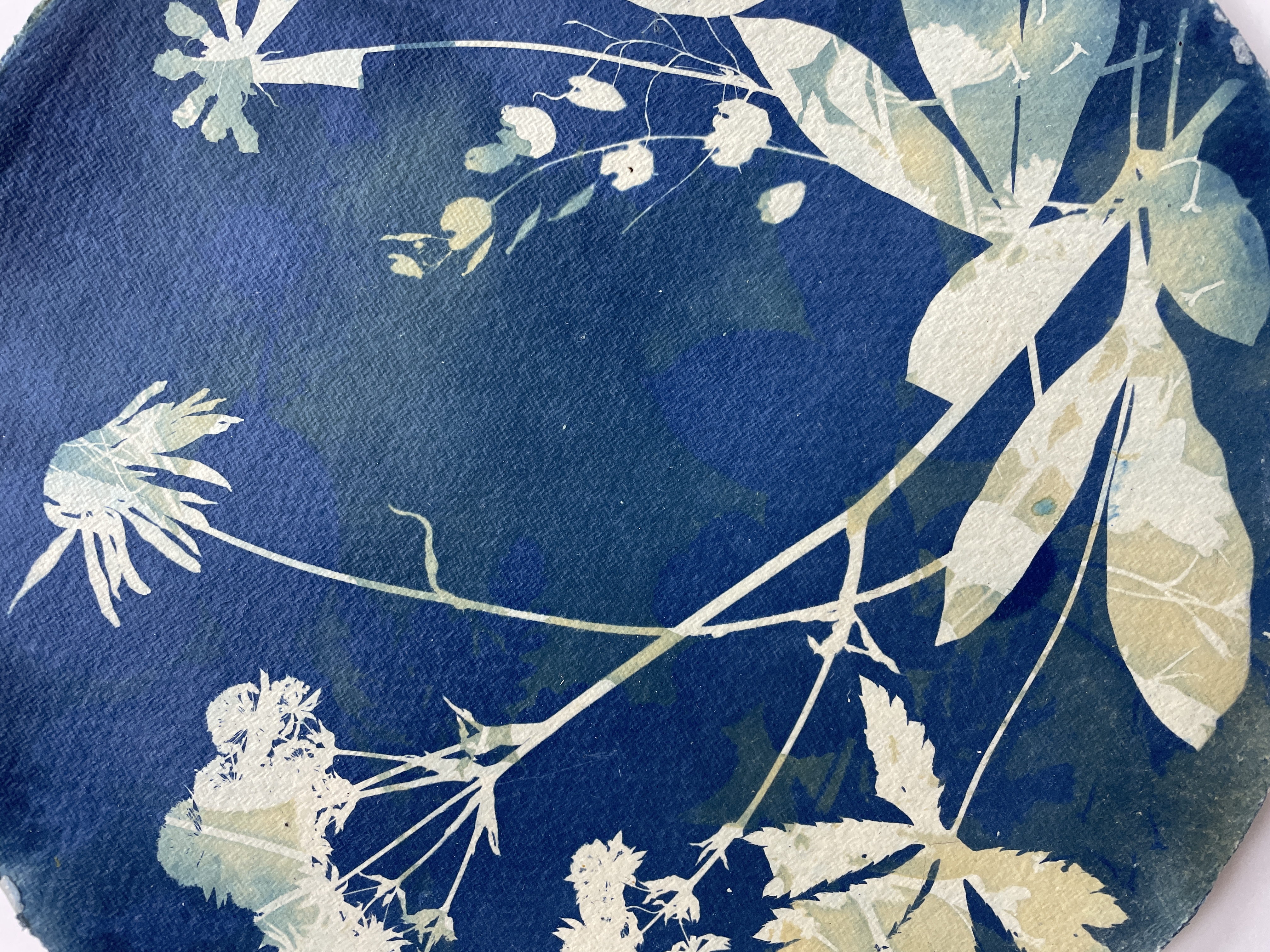 Artful Cyanotypes - Photograms, toning and double exposures