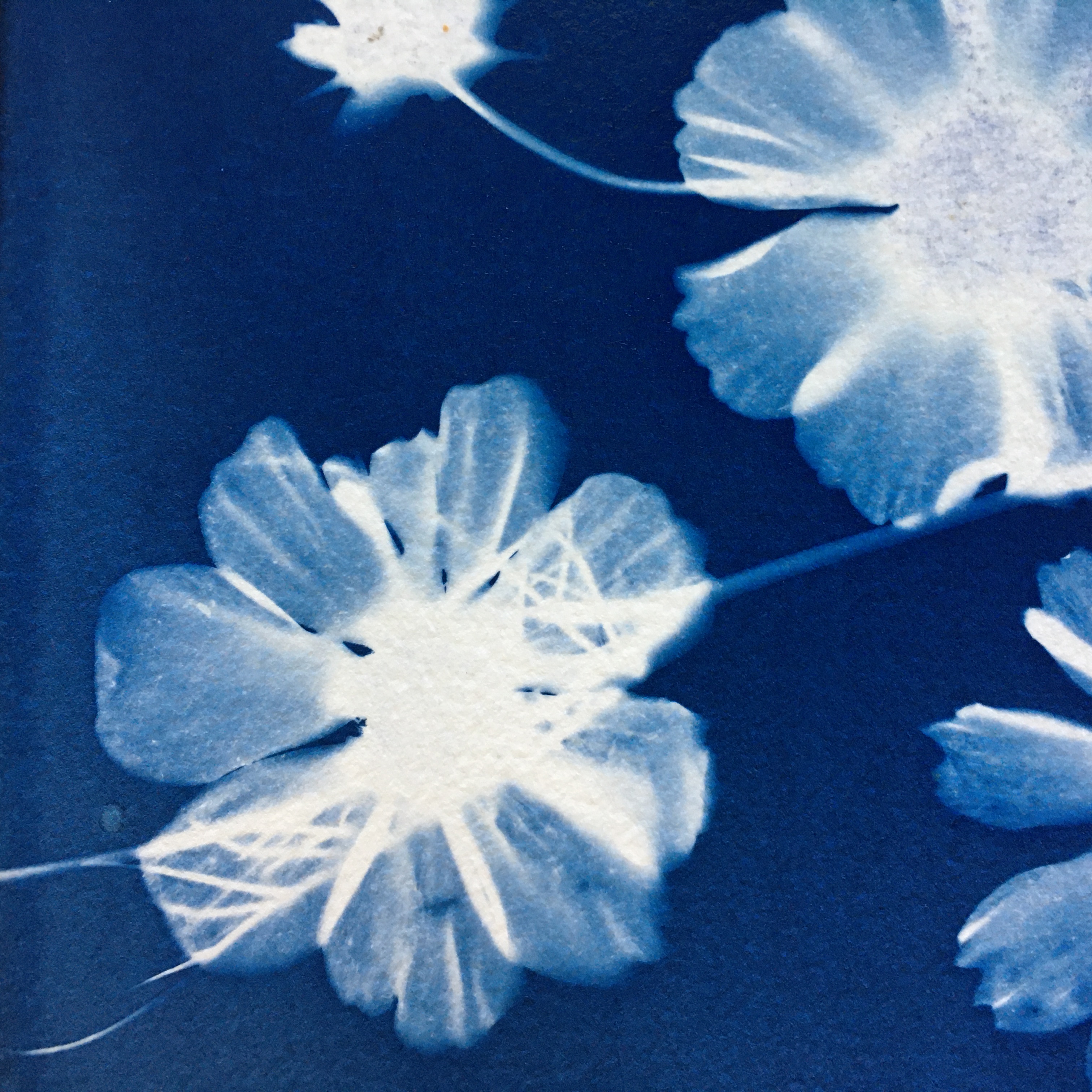 Artful Cyanotypes - Photograms, toning and double exposures