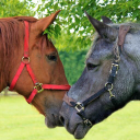 Northcote Heavy Horse Centre logo