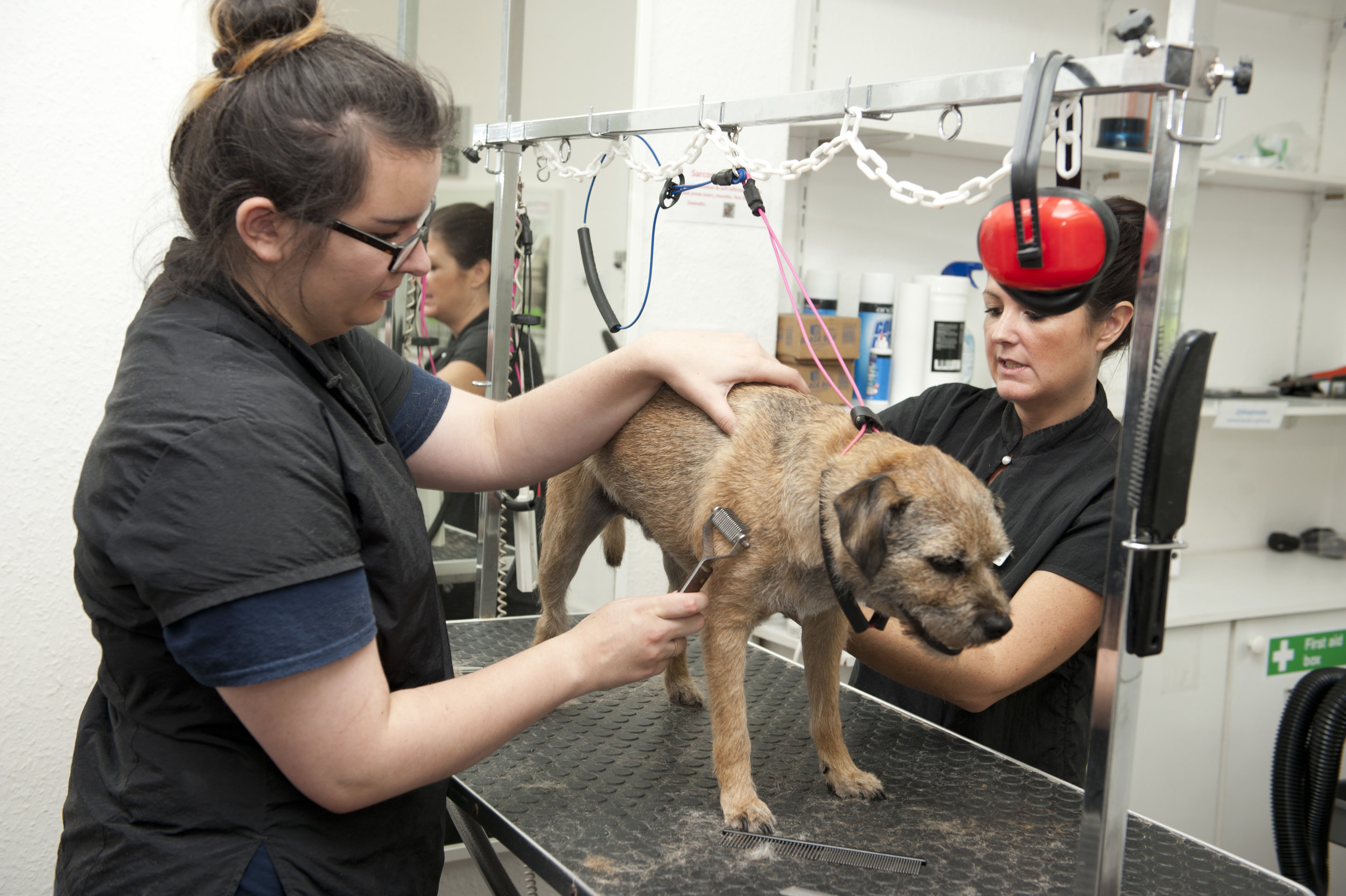 Snobby Dogs Salon Assistant Stylist Course