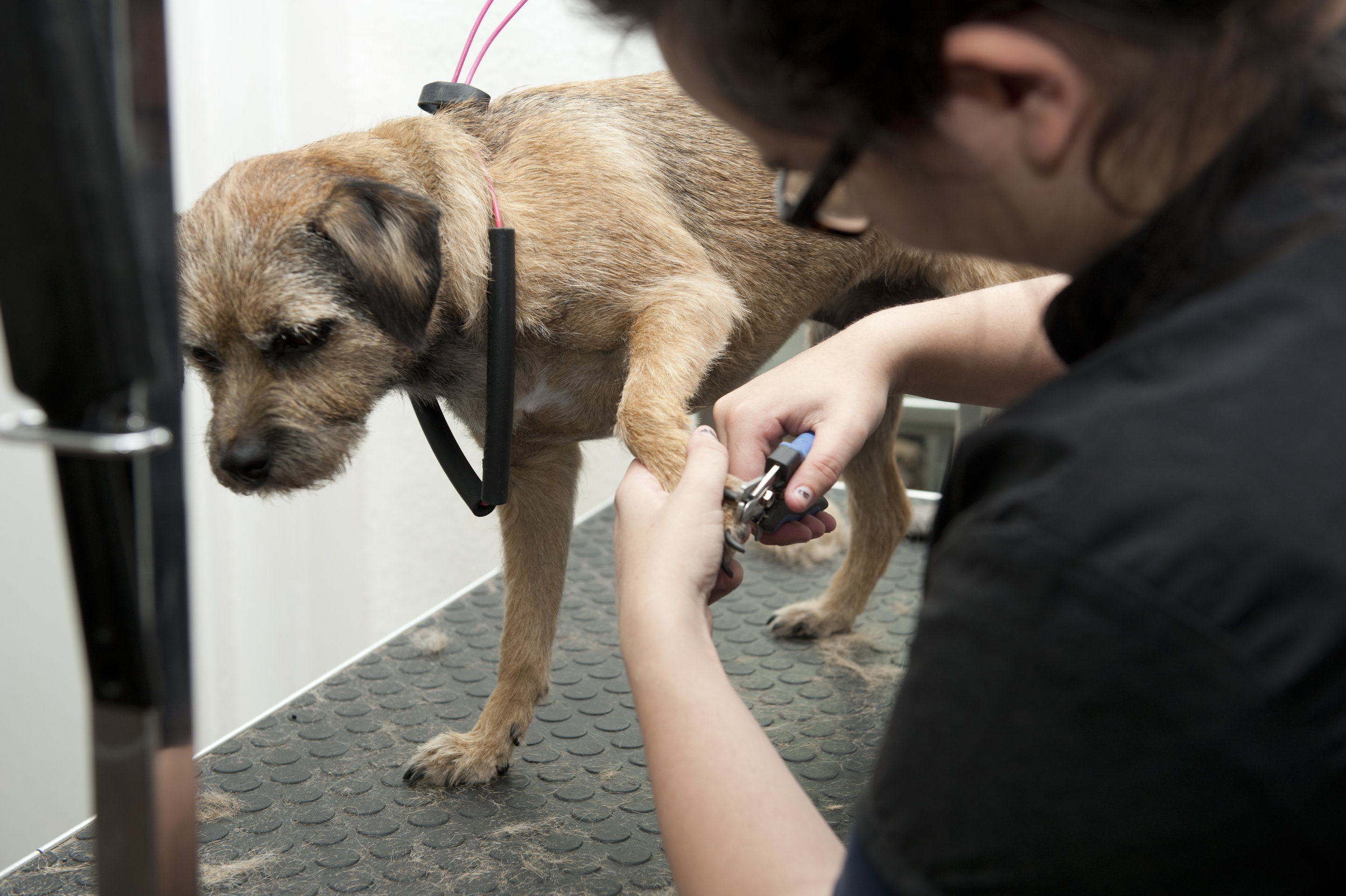 Snobby Dogs Salon Assistant Stylist Course