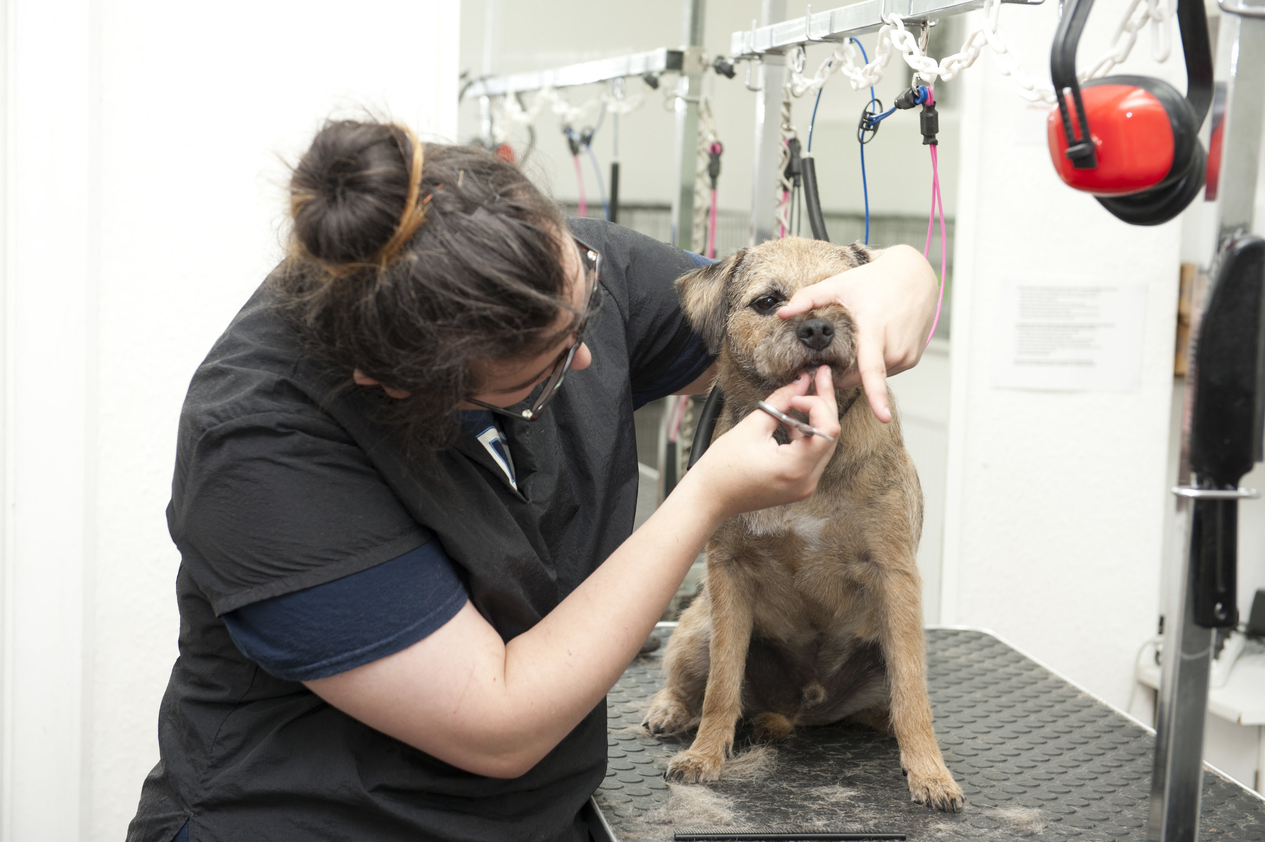 Snobby Dogs Salon Assistant Stylist Course