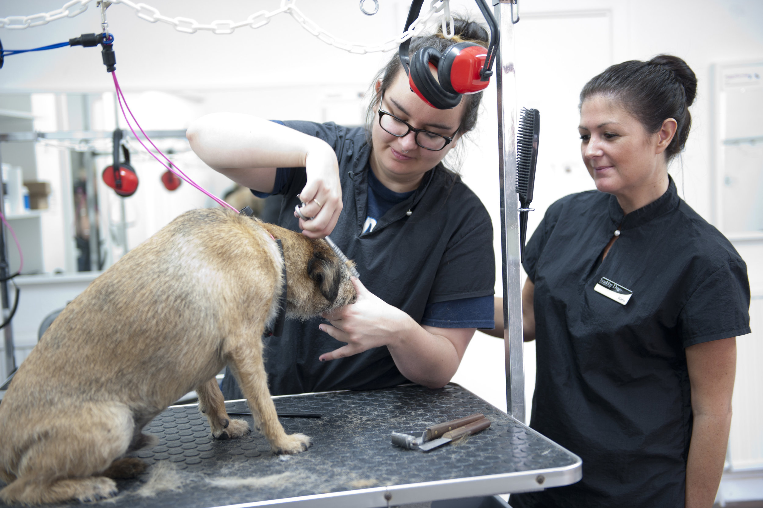 Snobby Dogs Salon Assistant Stylist Course