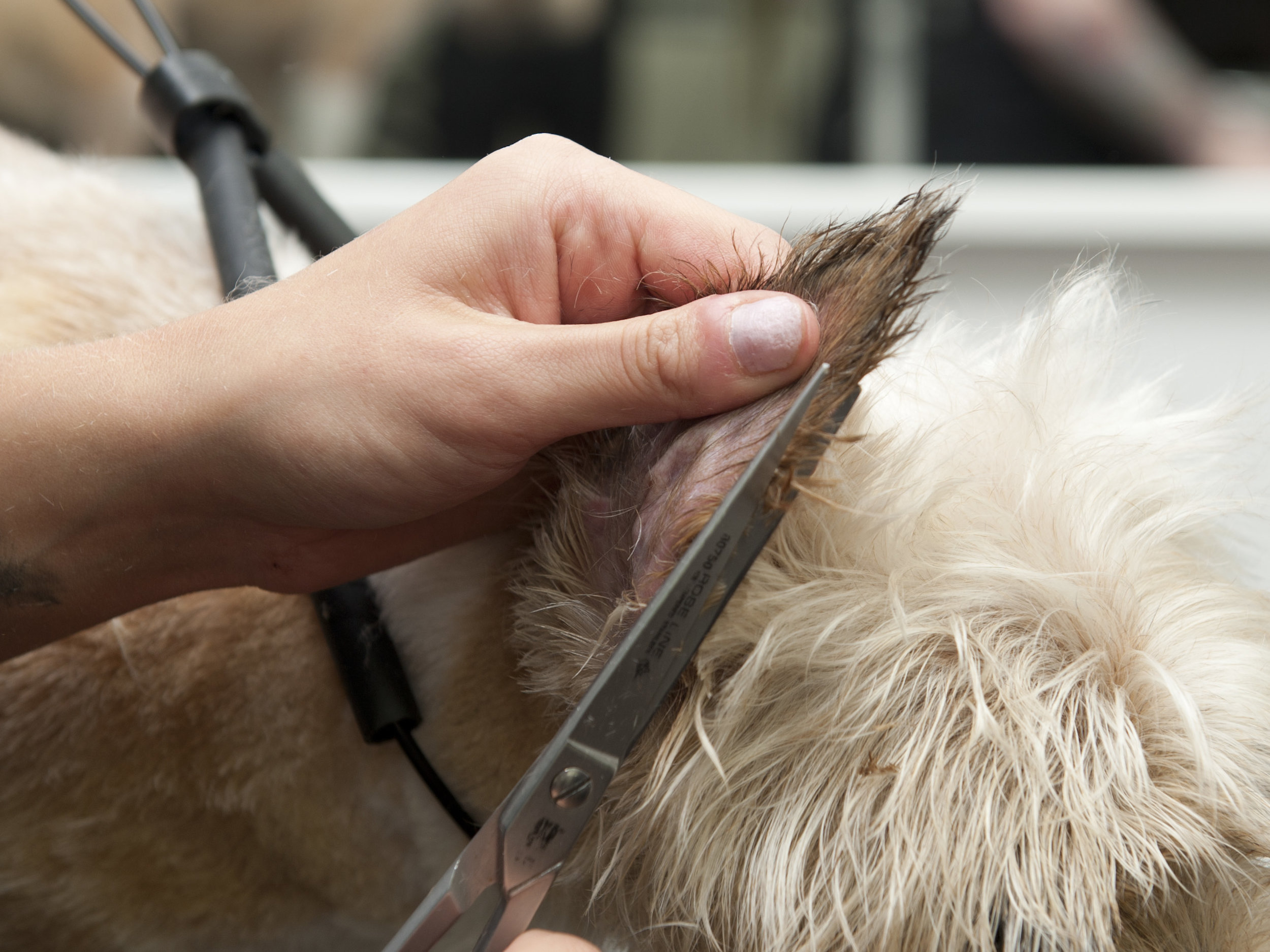 Snobby Dogs Commercial Stylist Course - Includes free Pet first Aid Course