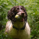 Worcestershire Canine Massage logo