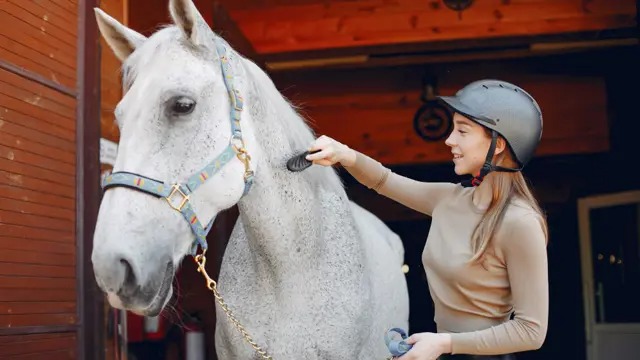 Level 3 Diploma in Work-based Horse Care and Management - CPD Certified