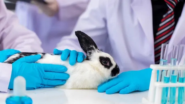 Rabbit Care and Training - CPD Certified